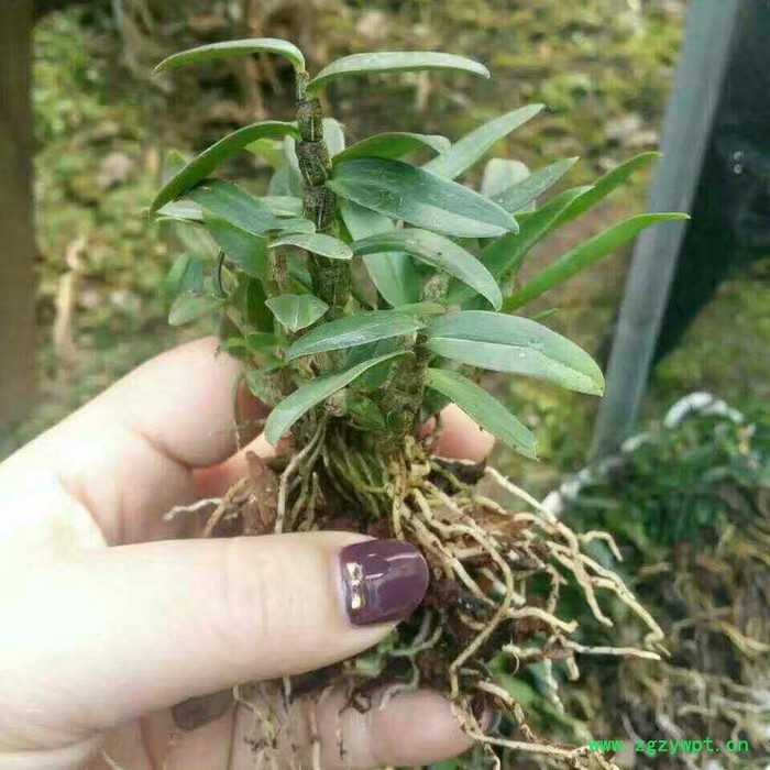 斛仙谷 铁皮石斛8-10个月驯化苗 铁皮石斛驯化苗图2