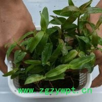 斛仙谷 铁皮石斛8-10个月驯化苗 铁皮石斛驯化苗