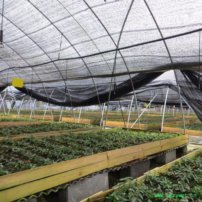 斛仙谷 铁皮石斛8-10个月驯化苗 铁皮石斛驯化苗图4