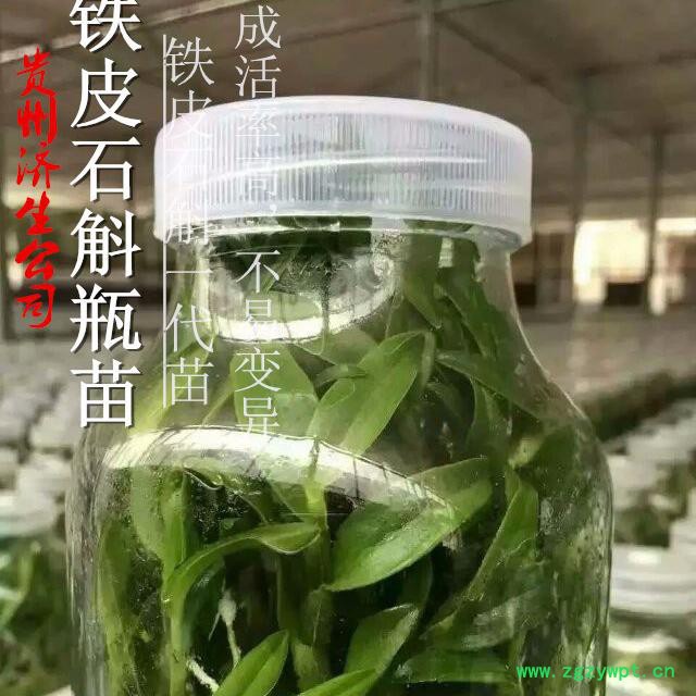 贵州济生  铁皮石斛苗 铁皮石斛苗价格图2