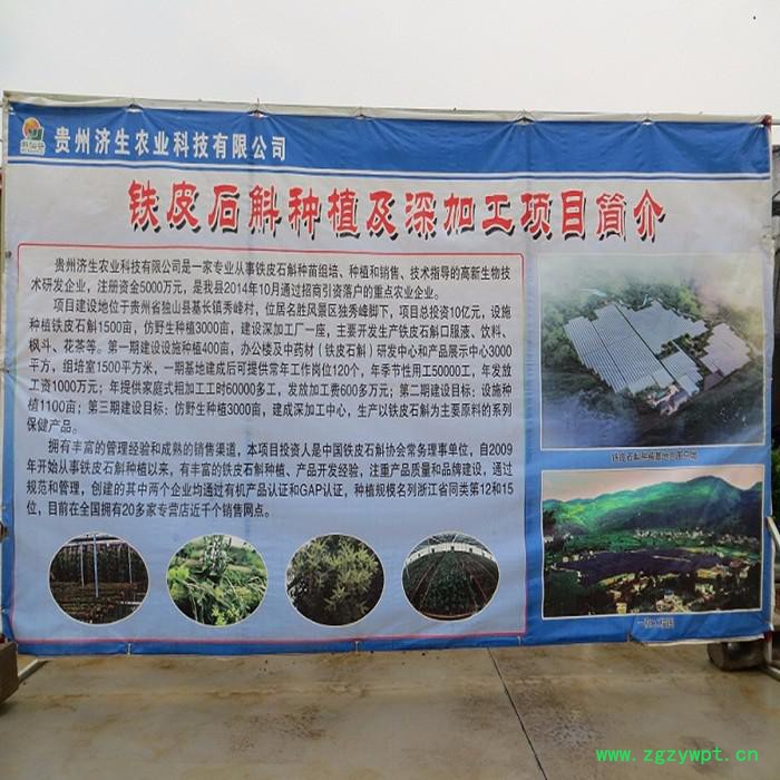 贵州济生  铁皮石斛苗 铁皮石斛苗价格