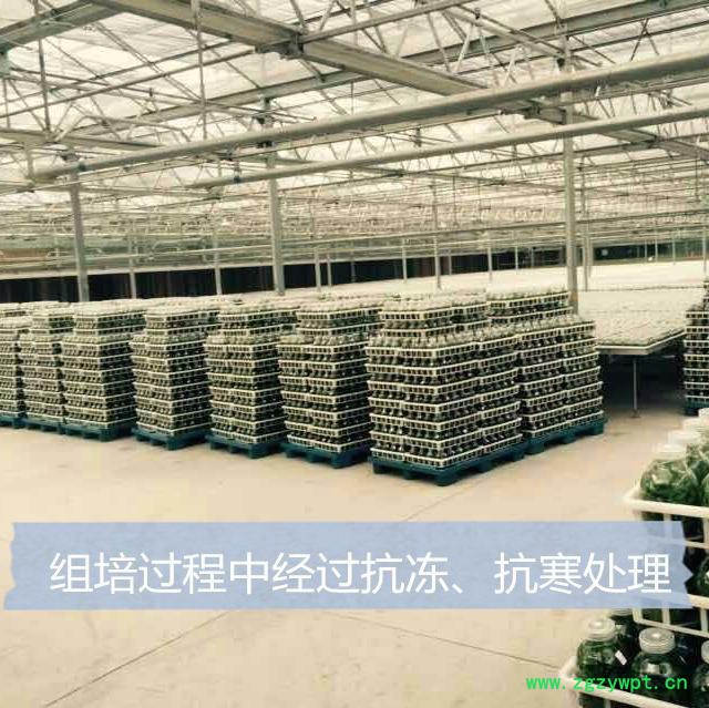 贵州济生  铁皮石斛苗 铁皮石斛苗价格图3