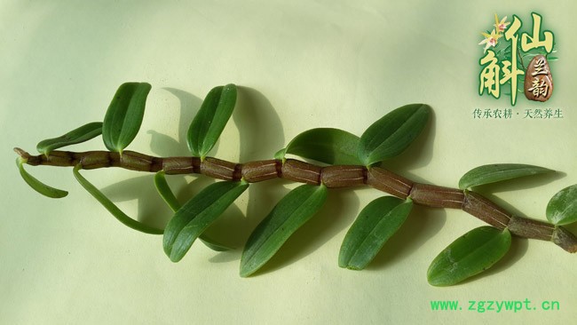 仙斛兰韵霍山铁皮石斛鲜条图3