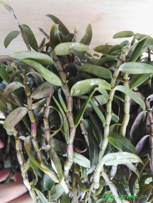 仙斛兰韵霍山铁皮石斛鲜条图4