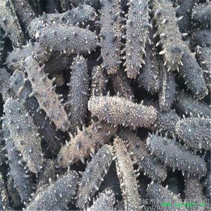 灵芝真空冻干机 葛根低温冻干设备 菊花低温真空干燥机图4