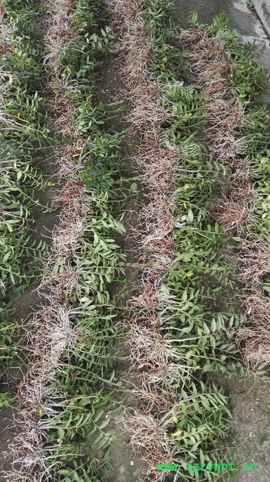 铁皮石斛驯化苗三年大苗图2