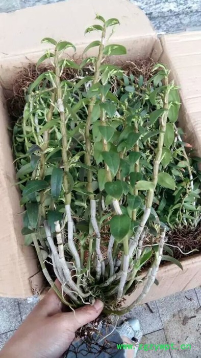 铁皮石斛驯化苗三年大苗图4