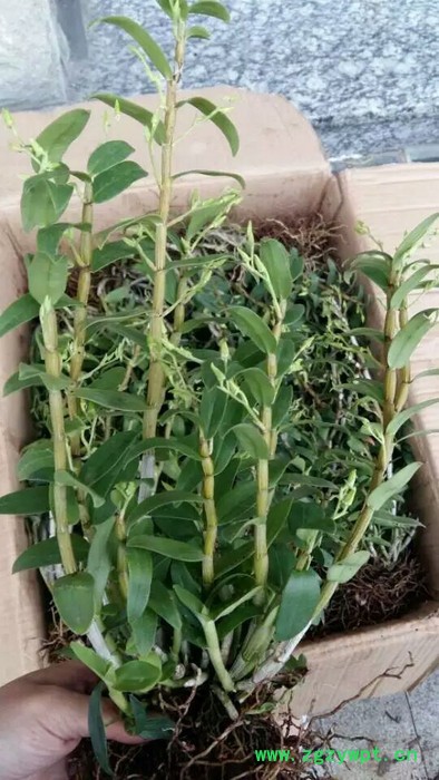 铁皮石斛驯化苗三年大苗图5