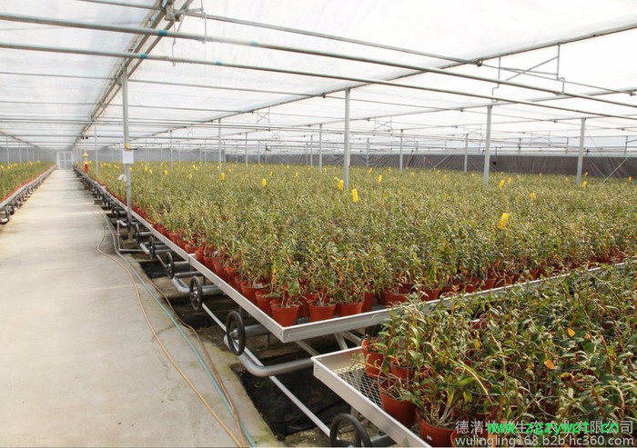 铁皮石斛苗驯化苗铁皮石斛苗批发 大苗 基地直批 量大价优图6