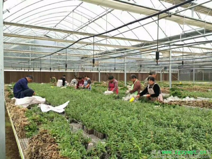 铁皮石斛苗驯化苗铁皮石斛苗批发 大苗 基地直批 量大价优图3