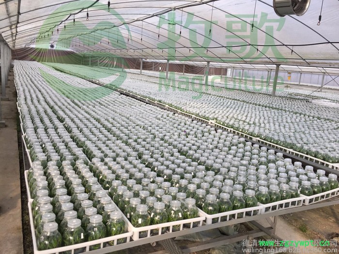 铁皮石斛苗驯化苗铁皮石斛苗批发 大苗 基地直批 量大价优图7