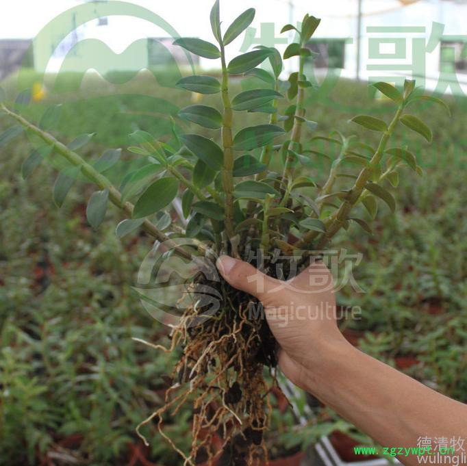 铁皮石斛苗驯化苗铁皮石斛苗批发 大苗 基地直批 量大价优图4