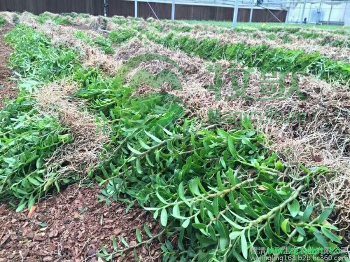 铁皮石斛苗驯化苗铁皮石斛苗批发 大苗 基地直批 量大价优图2