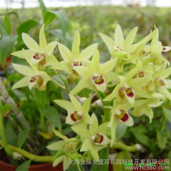 养生保健石斛鲜条图2