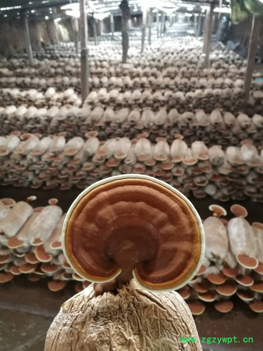 直销  赤灵芝  赤灵芝批发 赤灵芝图4