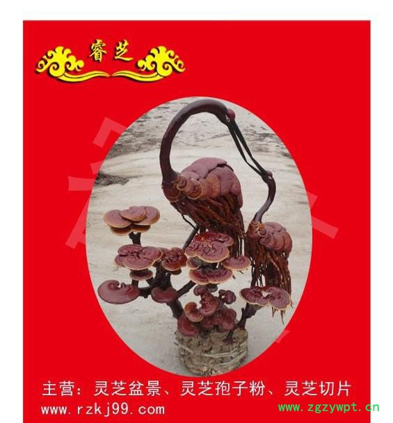 供应睿芝大型吉祥富贵双鹤灵芝盆景灵芝厂家