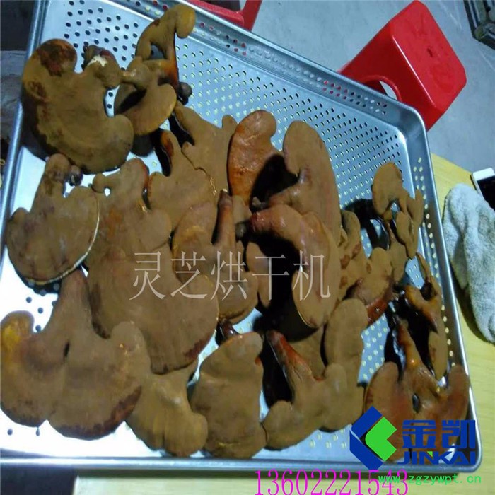 金凯灵芝烘干机不用“洪荒之力”也能烘出好灵芝！图2