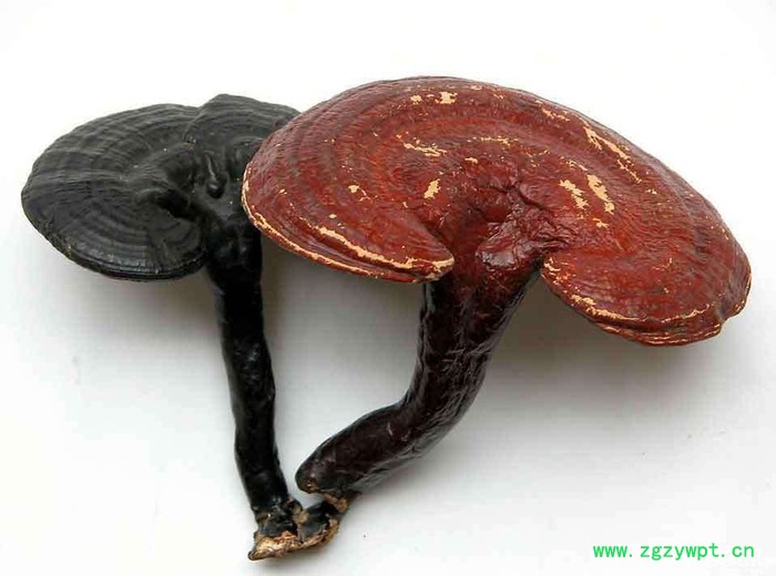 科能KN-145RD 灵芝烘干机图3