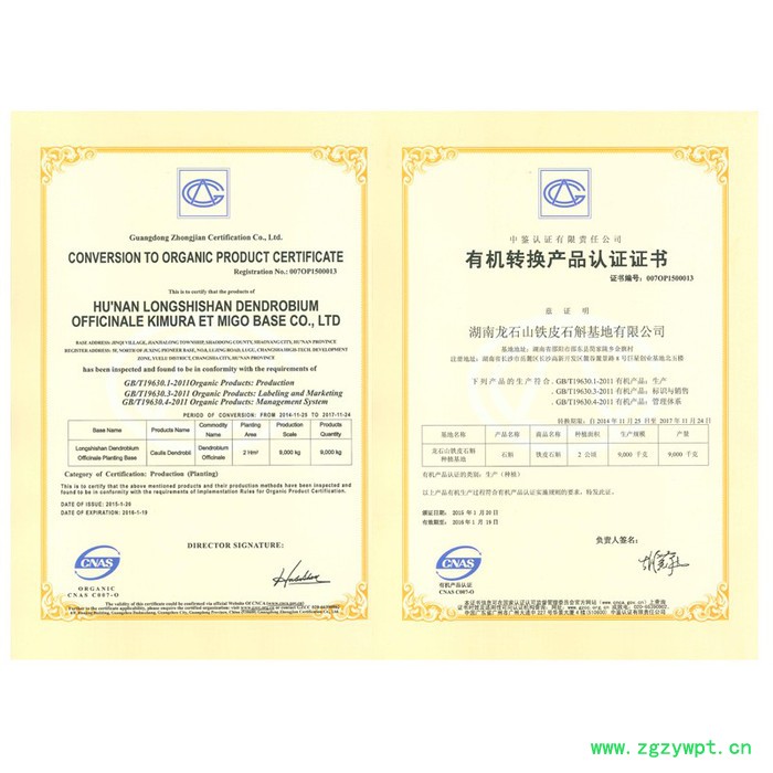 龙石山铁皮石斛鲜条 零售批发 大量有货 丹霞**种源 红杆软脚 仿**种植多年生 基地直销图4