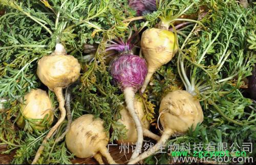 生物化工 供应进口法国Naturex macaderm玛卡提取物 拉丁美人的神秘护肤**图2