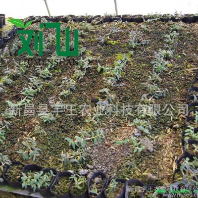 刘门山铁皮石斛鲜条（一级）