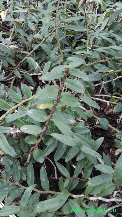 铁皮石斛  鲜条图4