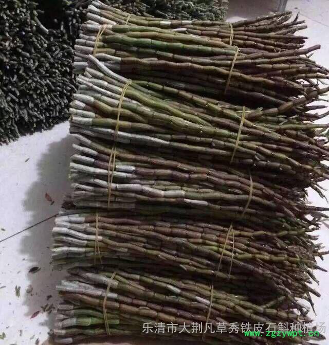 铁皮石斛  鲜条图3