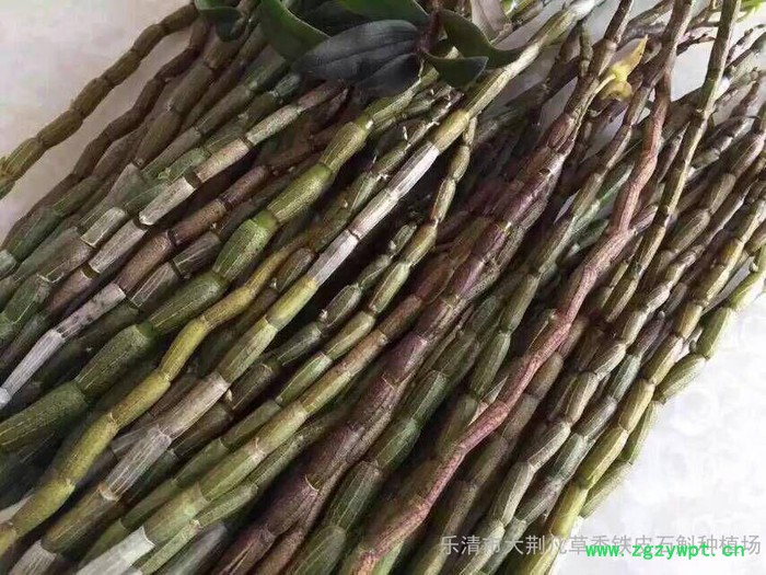 铁皮石斛  鲜条图2