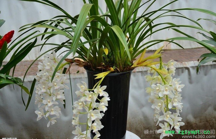 硅藻土颗粒 矽藻素  硅藻土粒 兰花、多肉植物、石斛栽培基质、图3