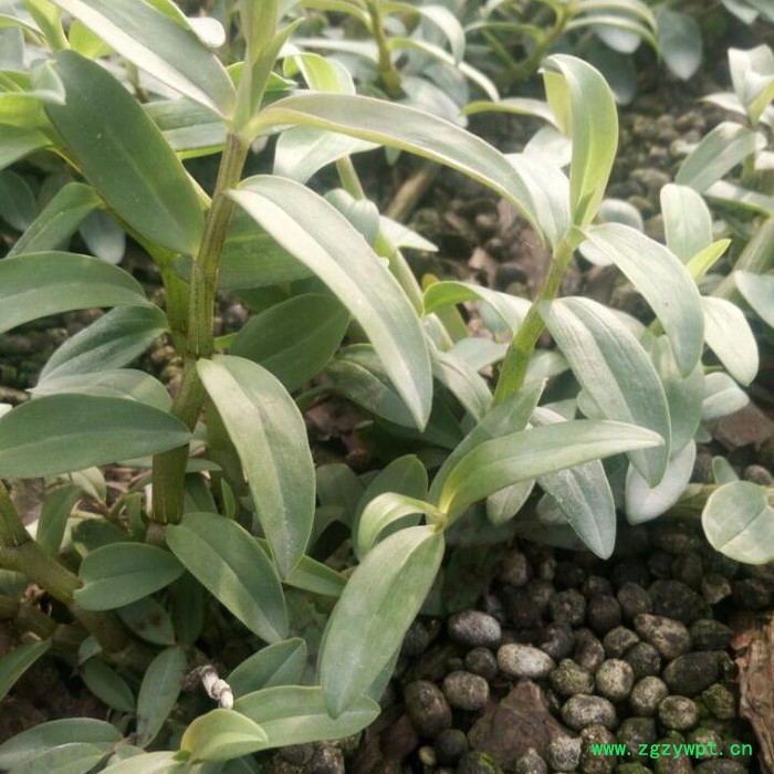 贵州济生公司铁皮石斛一年以上驯化苗图2