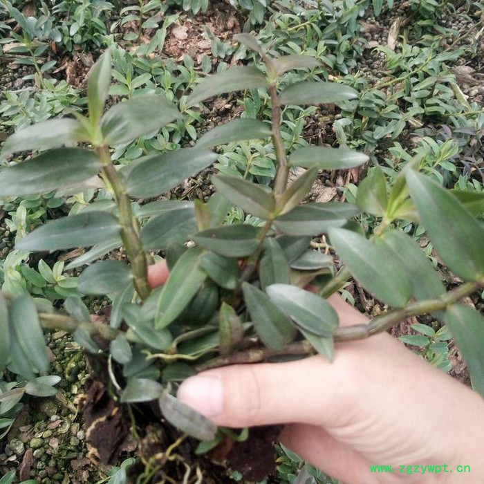 贵州济生公司铁皮石斛一年以上驯化苗图5