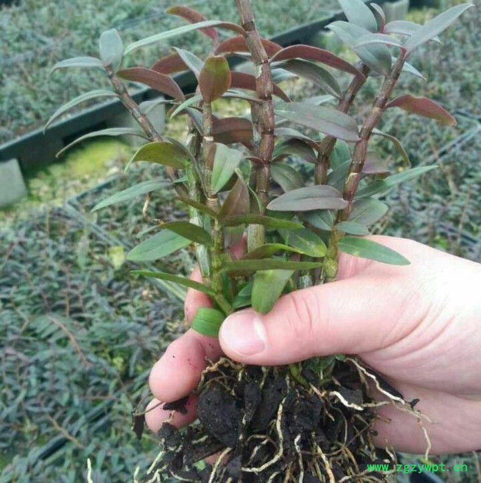 贵州济生公司铁皮石斛一年以上驯化苗图4