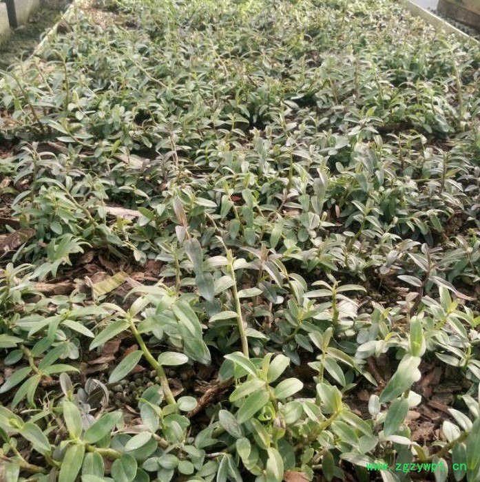贵州济生公司铁皮石斛一年以上驯化苗