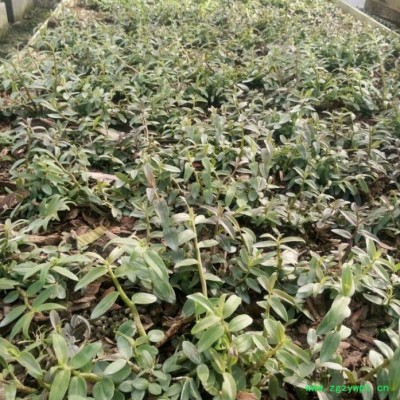 贵州济生公司铁皮石斛一年以上驯化苗