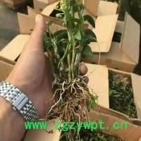 贵州济生公司铁皮石斛一年以上驯化苗图3