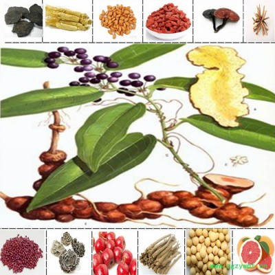 陕西清蓝生物 茯苓提取物