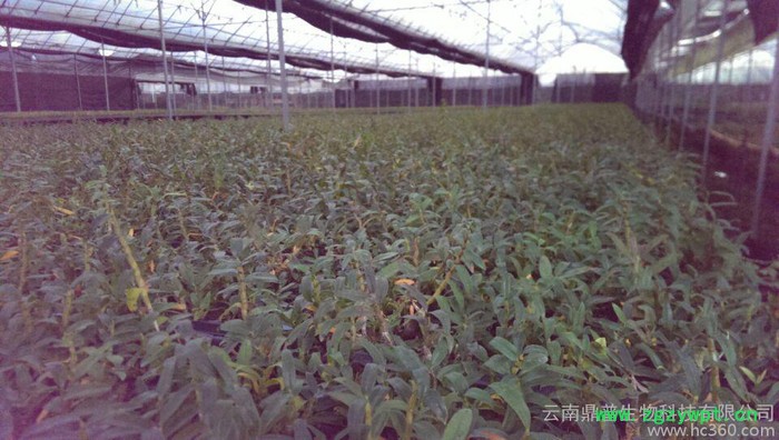 供应铁皮石斛铁皮石斛石斛种苗图2