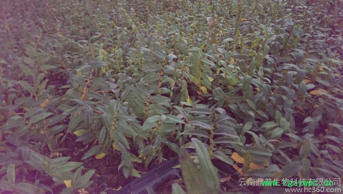 供应铁皮石斛铁皮石斛石斛种苗图3