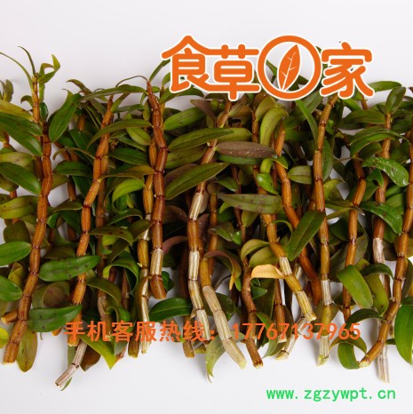 食草一家 铁皮石斛 云南正宗铁皮石斛鲜条批发图2