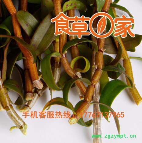 食草一家 铁皮石斛 云南正宗铁皮石斛鲜条批发图3