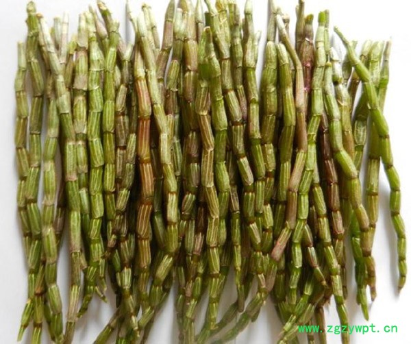 铁皮石斛中药材图2