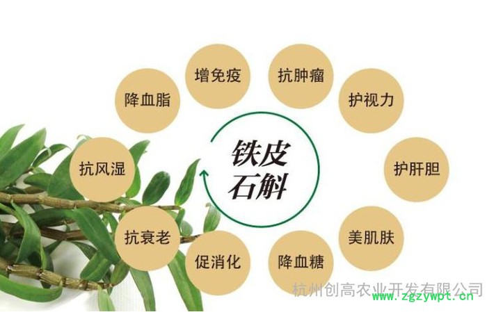 杭州谷仙堂铁皮枫斗 原生态铁皮石斛  礼品铁皮石斛花茶礼盒装图3