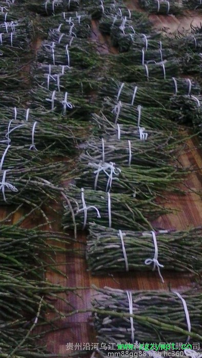 铁皮石斛鲜条（寒涧）铁皮石斛图4