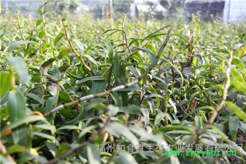 福州知食宜供应仿**环境三年生铁皮石斛鲜条100克图3