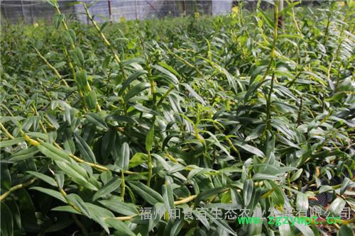 福州知食宜供应仿**环境三年生铁皮石斛鲜条100克图2