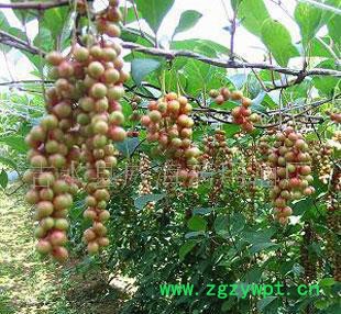 五味子提取物 免费提供10克样品