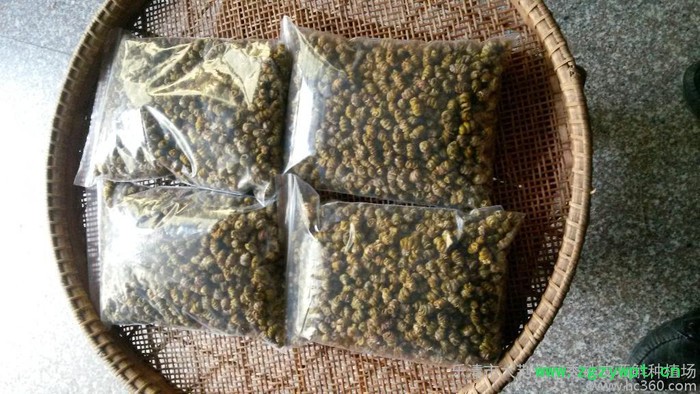 供应  凡草秀 铁皮石斛枫斗图4