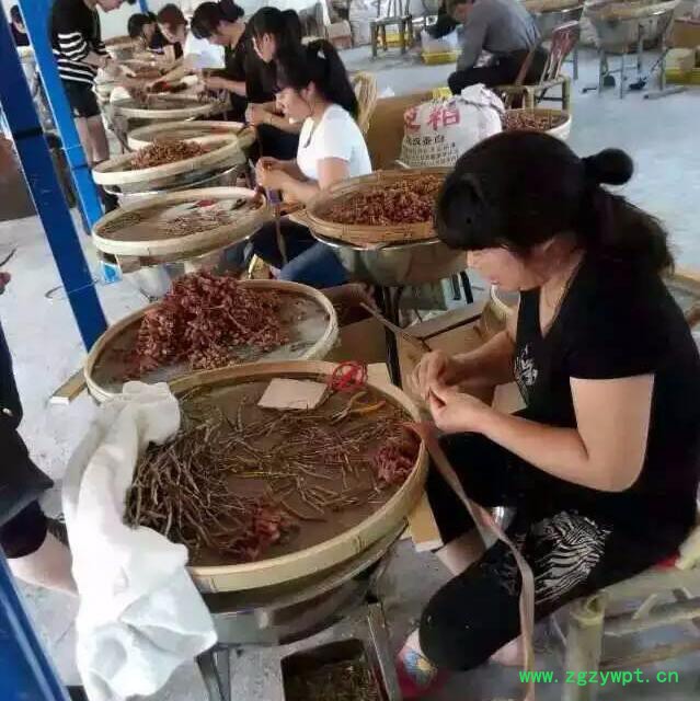 贵州 铁皮石斛干货 铁皮石斛枫 批发图6