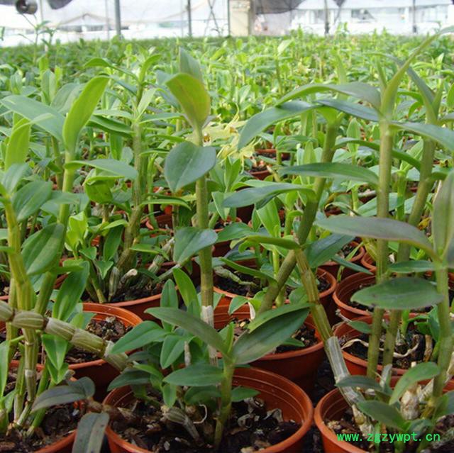 济参堂 铁皮石斛图2