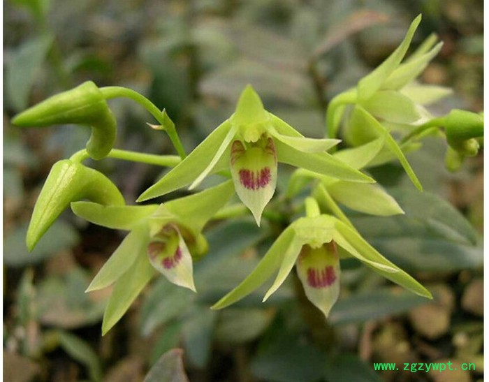 济参堂 铁皮石斛图3